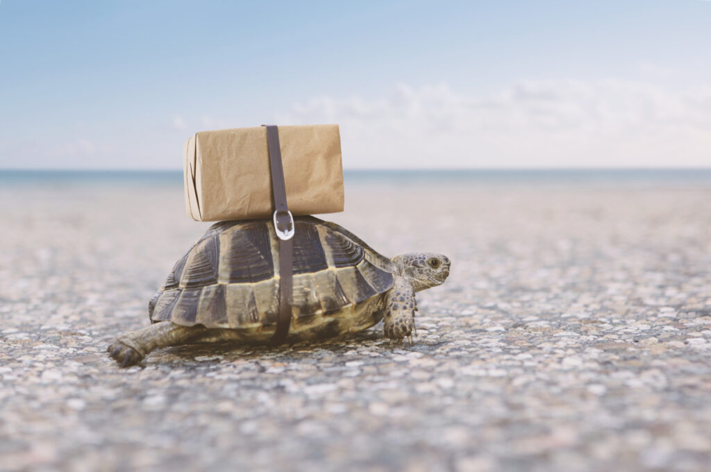 turtle delivery 1024x680